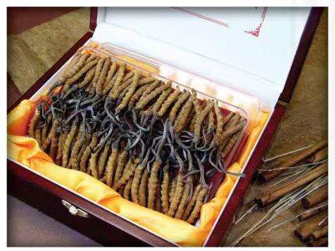 向阳街道冬虫夏草回收